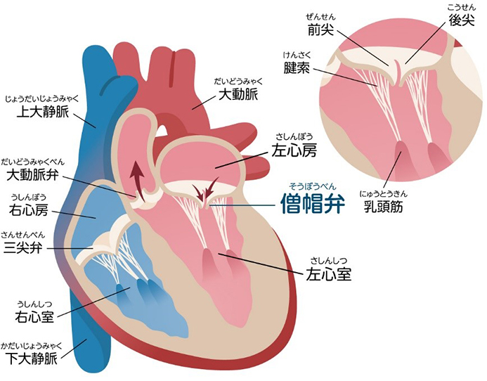 心臓の解剖