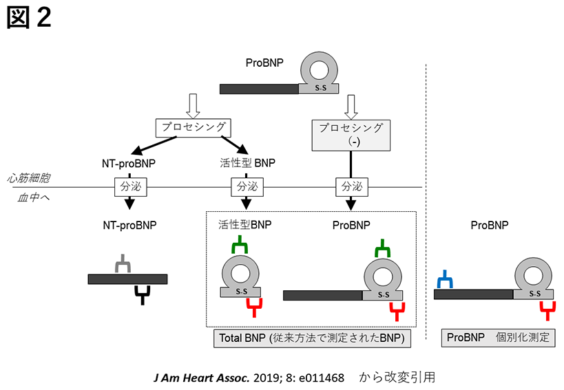 anpbnp2